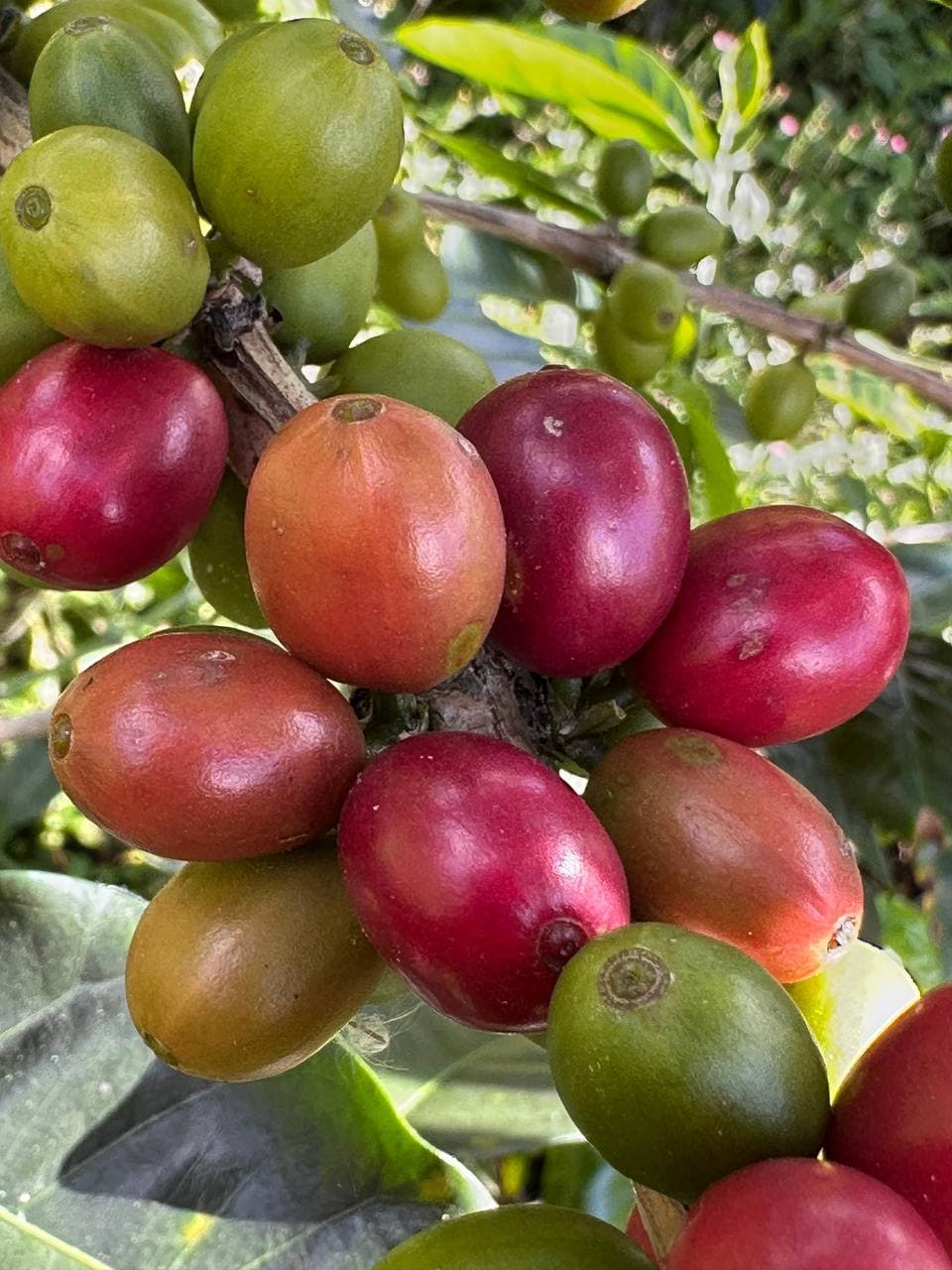 Cajamarca coffee farm