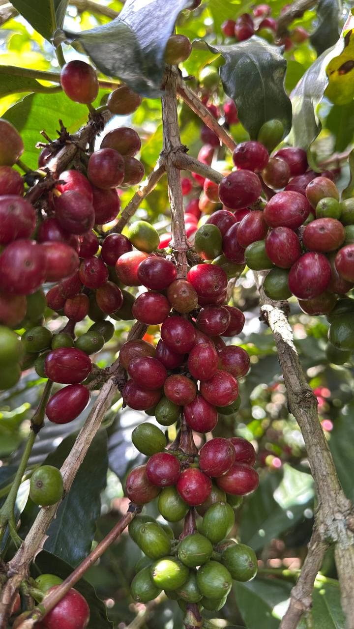 Coffee processing