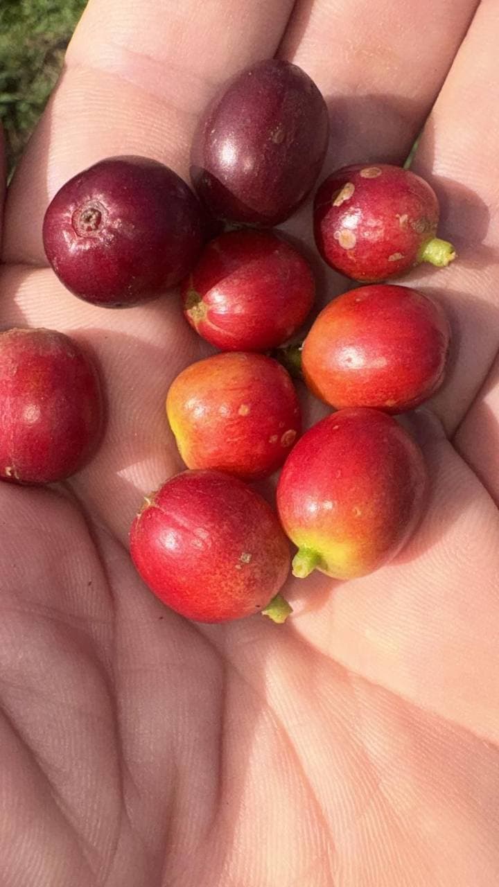 Freshly picked coffee cherries