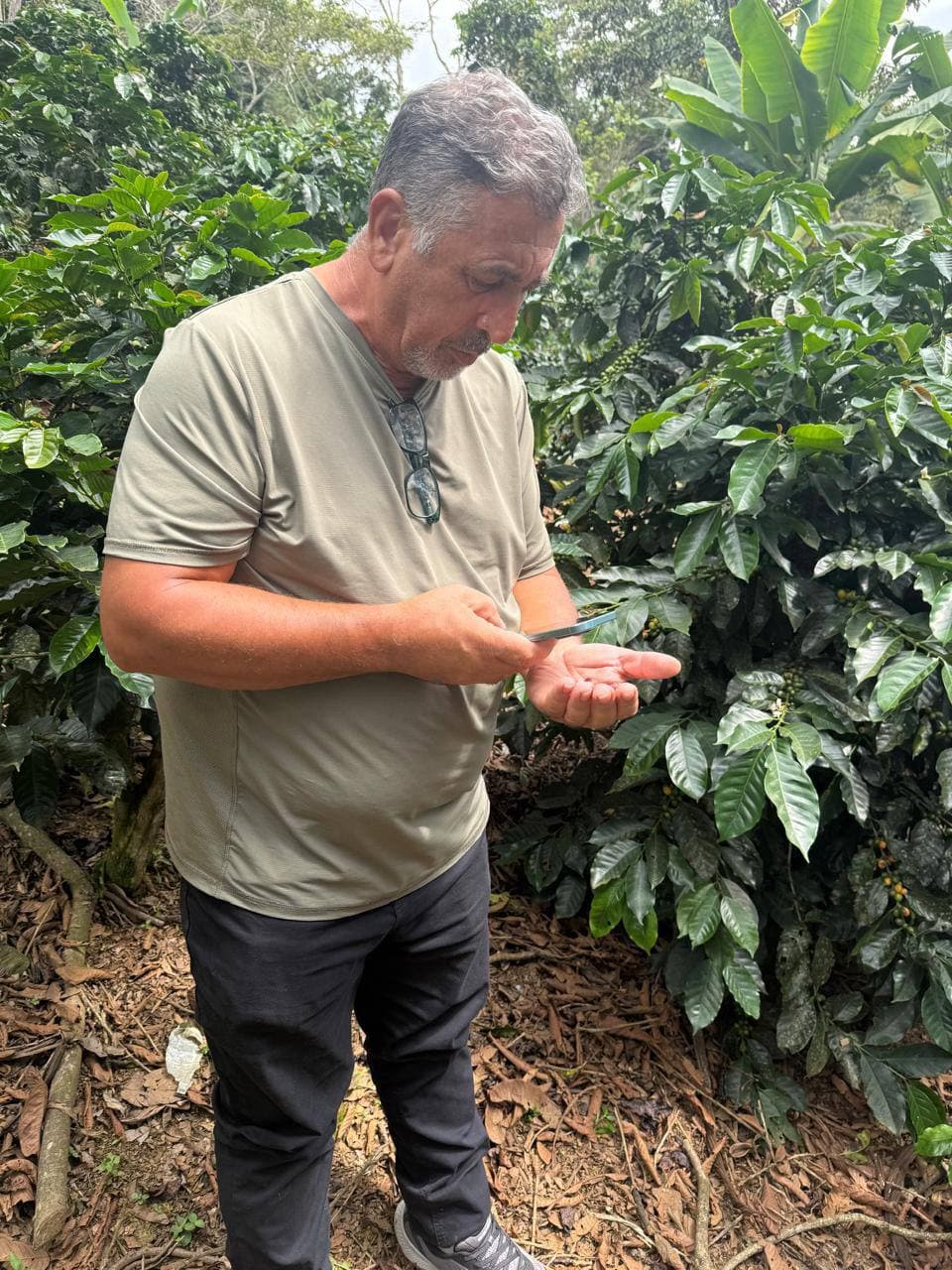 Close-up quality control of green beans